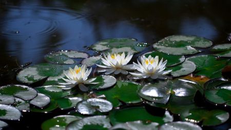 pond plants