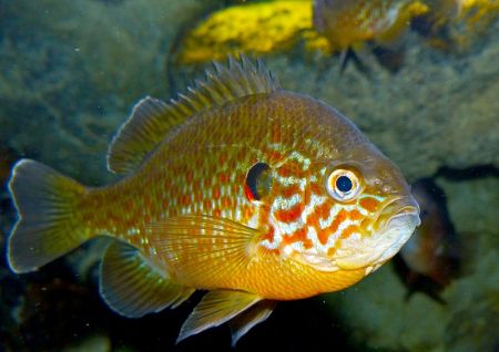 pumpkinseed fish or pond perch