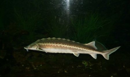 sturgeon fish