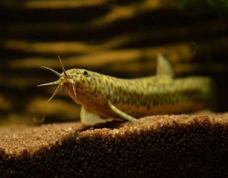weather loach fish