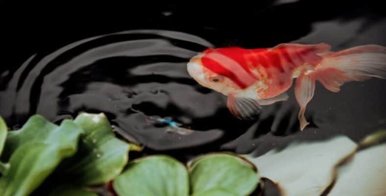 what-do-koi-fish-eat-and-how-to-take-care-of-them