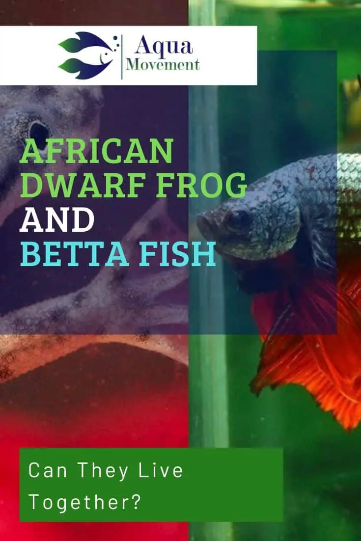 African Dwarf Frog and Betta Fish