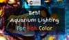 Colorful fish under Aquarium Lighting