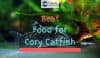 Cory catfish waiting for food