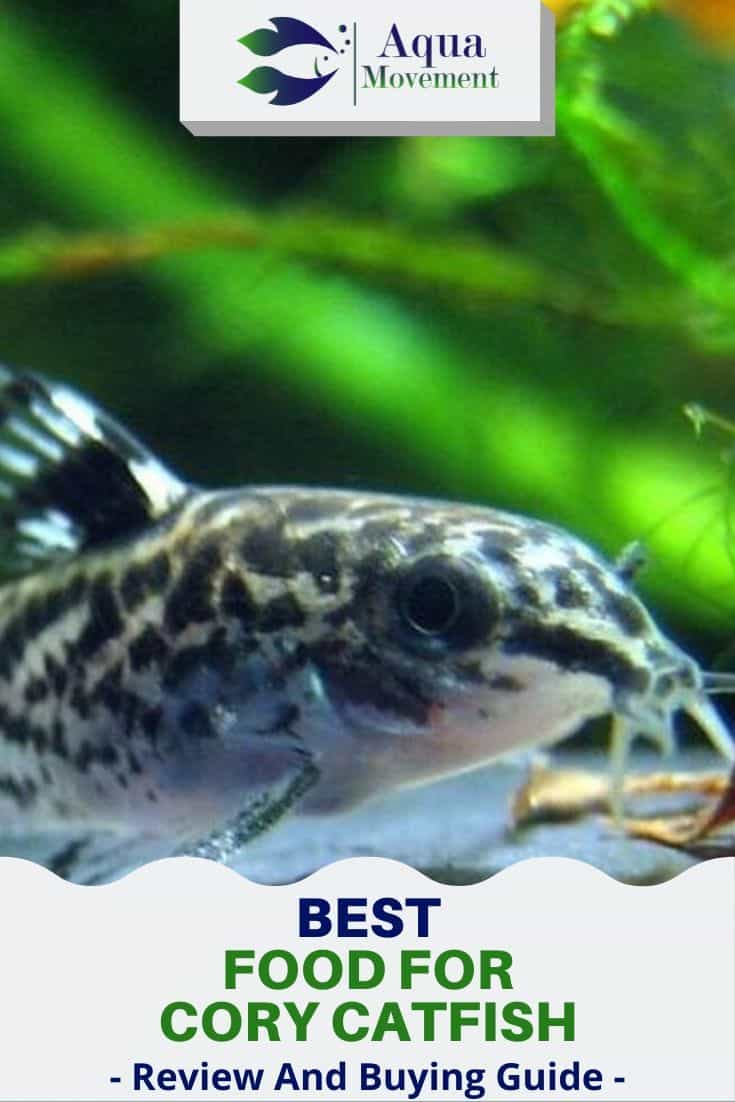 Best Food for Cory Catfish (Corydoras) | Aqua Movement