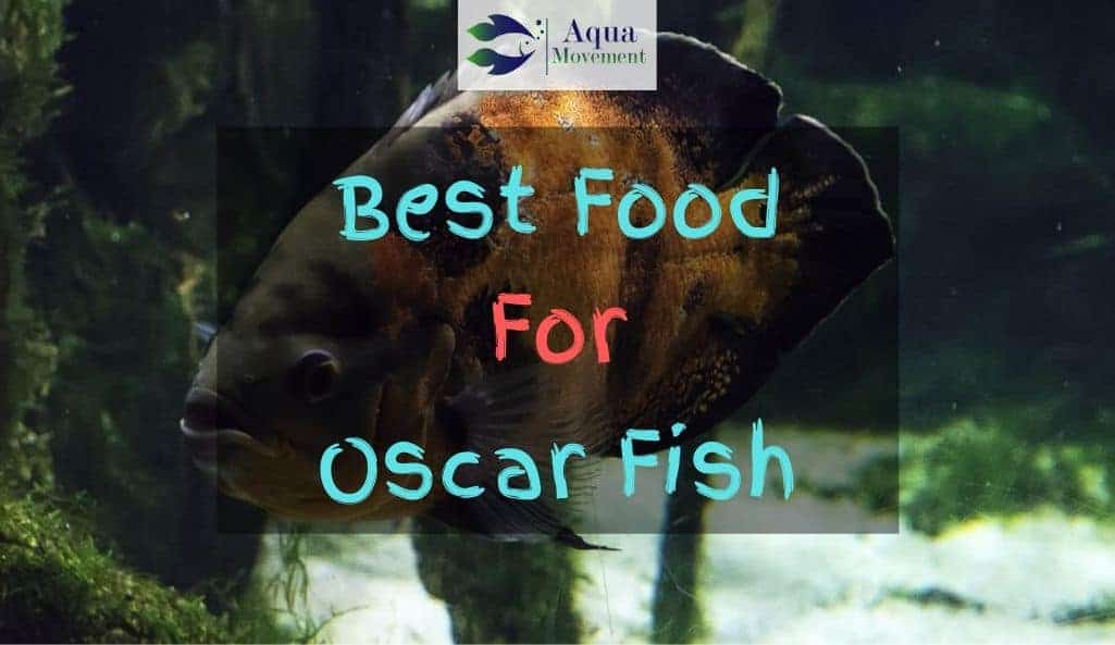best oscar fish food