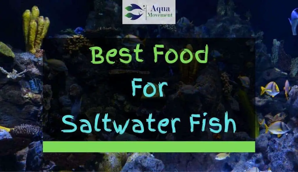 best-saltwater-fish-food-top-7-review-aqua-movement