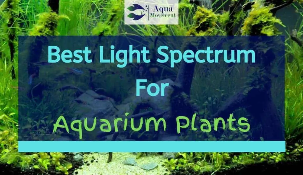 what-color-light-is-best-for-aquarium-plants-homeminimalisite