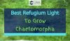 Chaetomorpha grown from the best refugium light