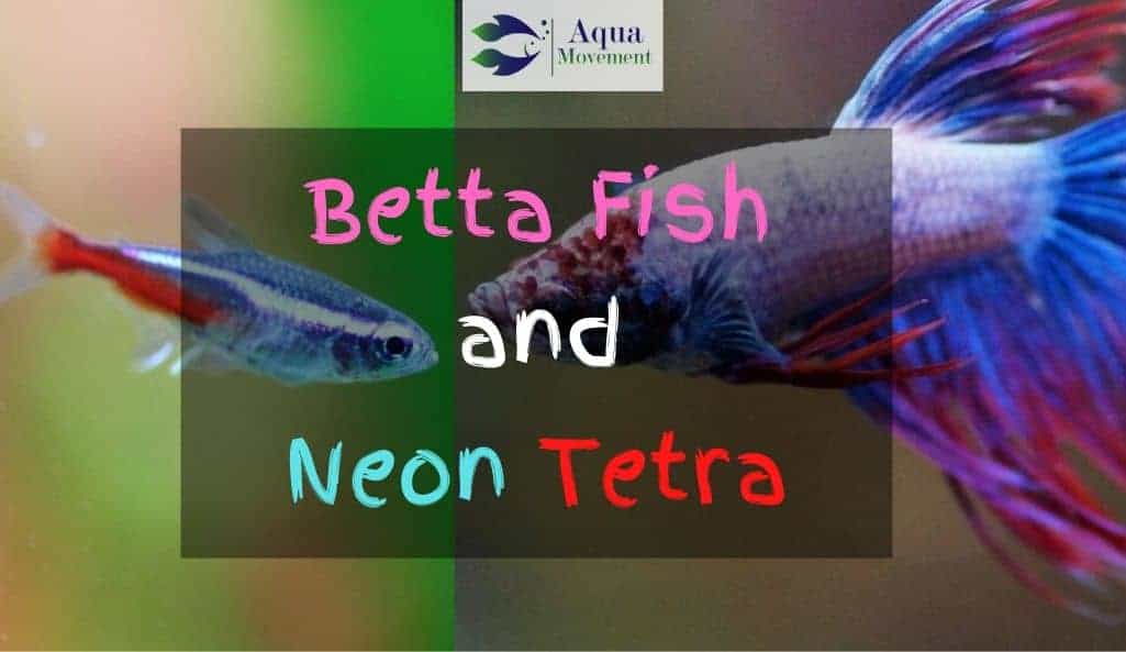 betta fish and neon tetras