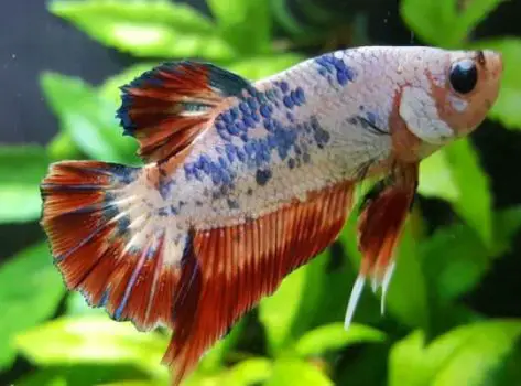 palaemonetes paludosus betta