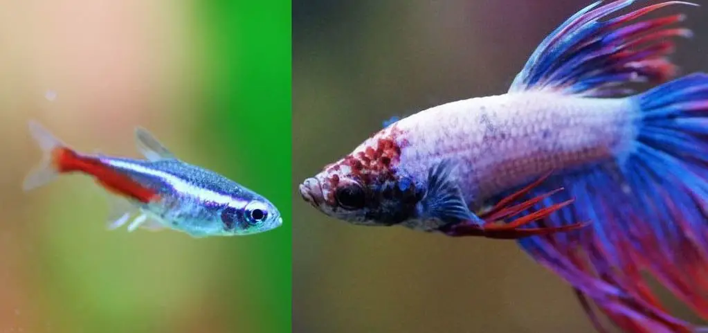 betta fish and zebra loach