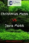Christmas Moss vs Java Moss - A Comparison | Aqua Movement