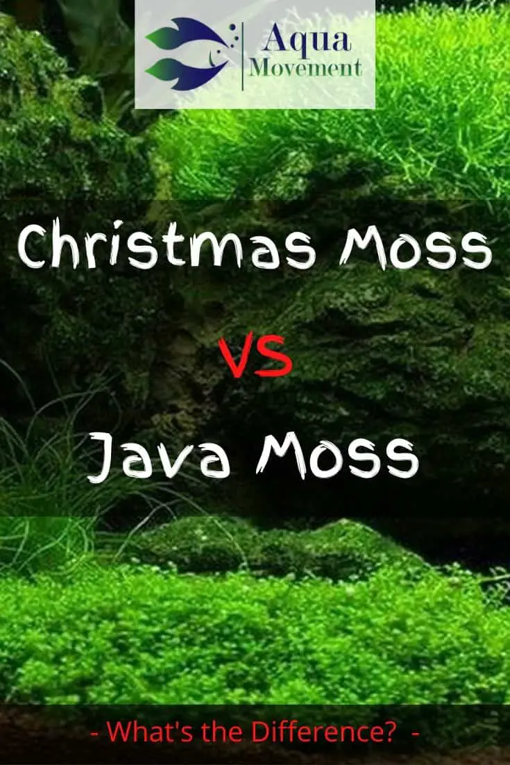 Christmas moss compared to Java moss in an aquarium