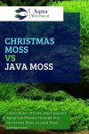 Christmas Moss vs Java Moss - A Comparison | Aqua Movement