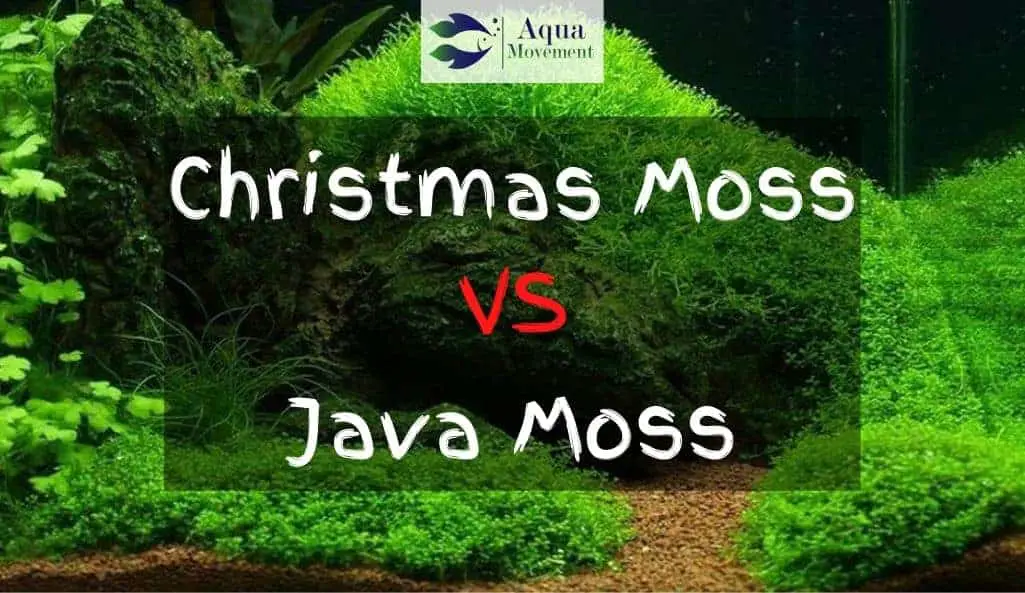 Christmas Moss Vs Java Moss [Choosing The Best One]