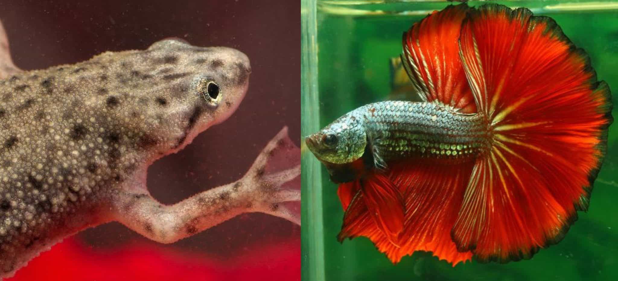 African Dwarf Frog And Betta Fish | Aqua Movement