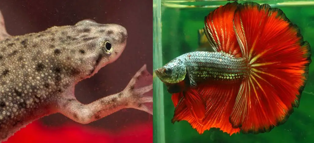 African Dwarf Frog And Betta Fish | Aqua Movement