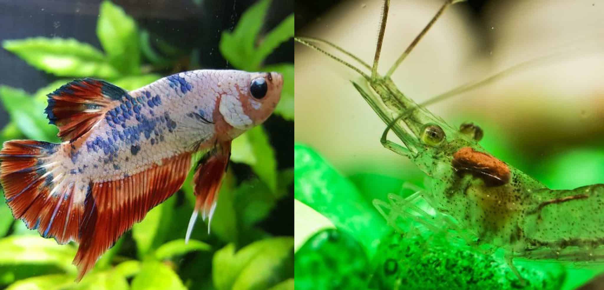 Can Ghost Shrimp And Betta Fish Live Together? | Aqua Movement