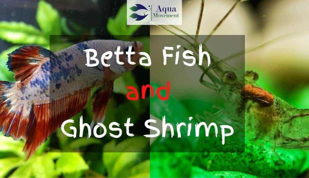 Betta Fish and Ghost Shrimp
