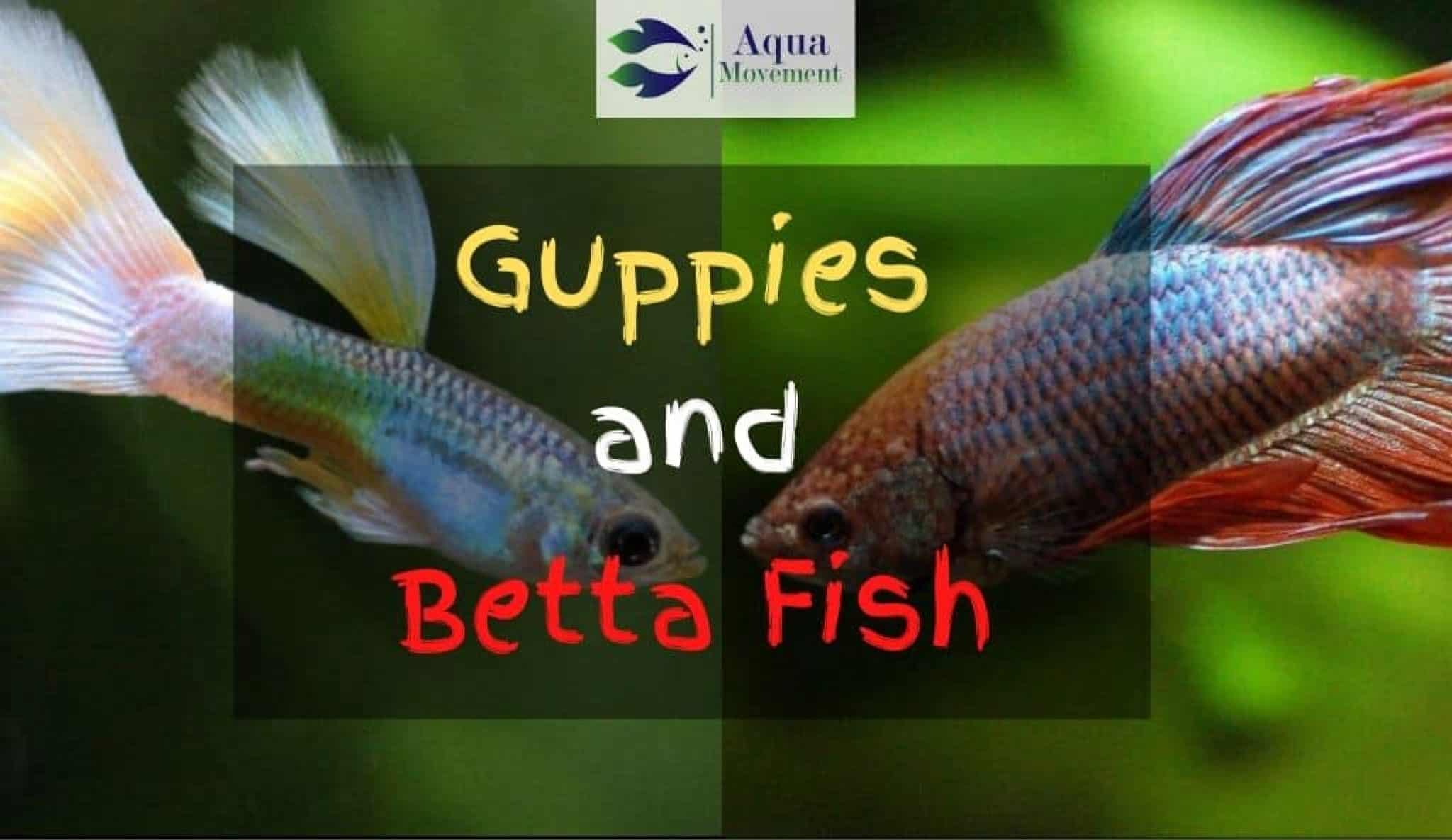 Can Guppies and Betta Fish Live Together? | Aqua Movement