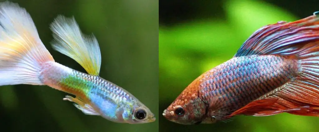 female betta and guppies