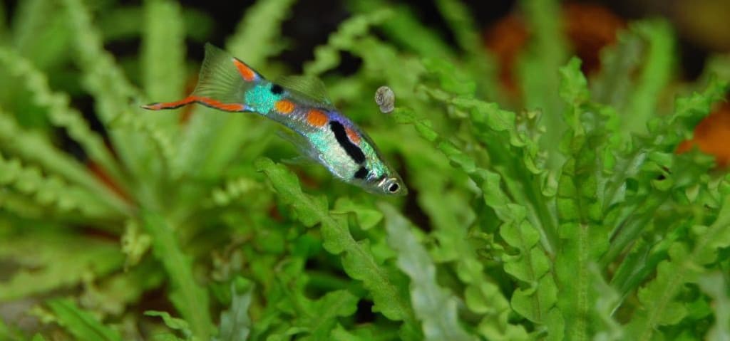 guppy fish in front of aquarium plant