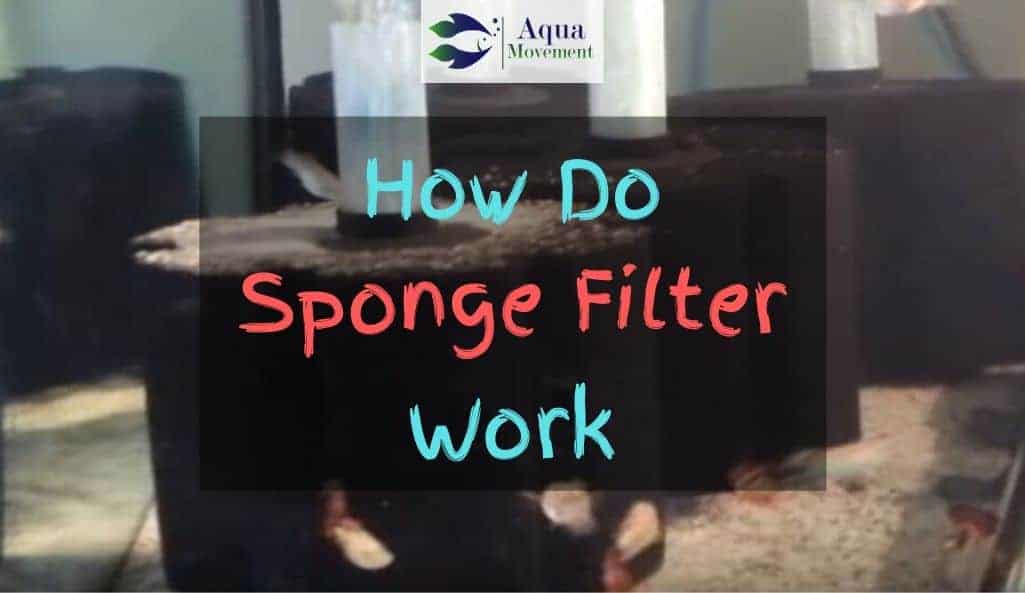 moving sponge filter to different tank