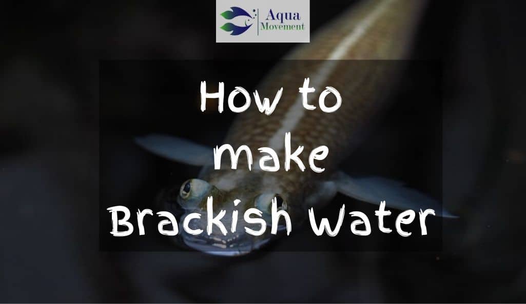 how-to-make-brackish-water-for-aquarium-aqua-movement