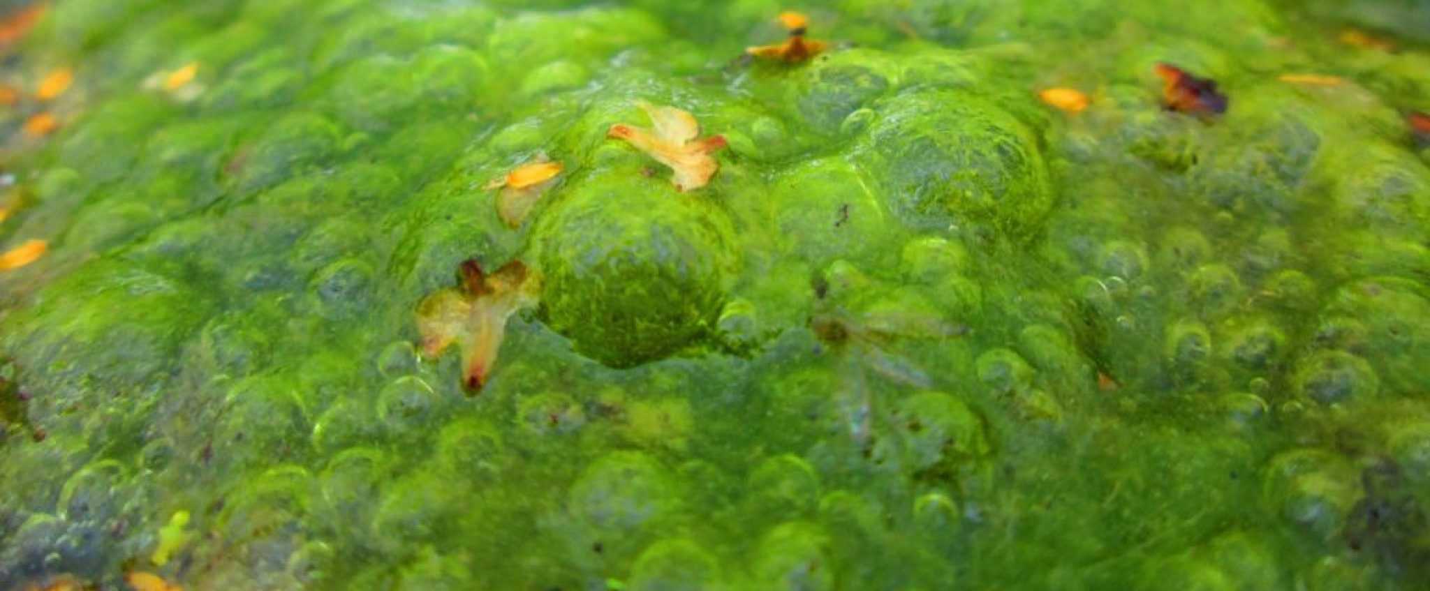 9 Best Pond Algae Eaters (With Pictures) Aqua Movement