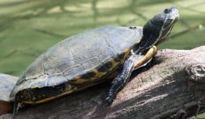 What Do Pond Turtles Eat? - A Feeding Guide | Aqua Movement