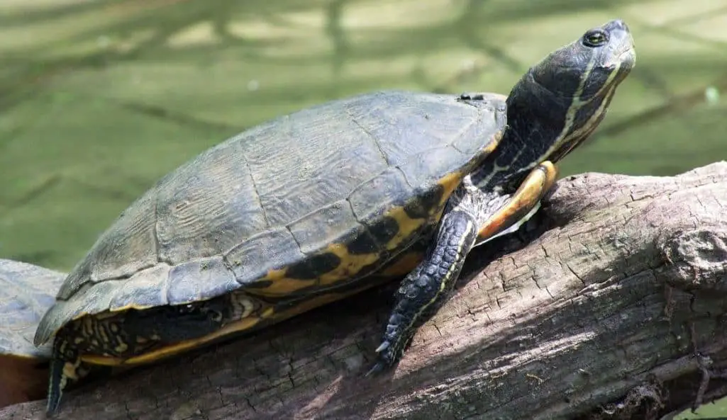 What Do Pond Turtles Eat A Feeding Guide Aqua Movement 