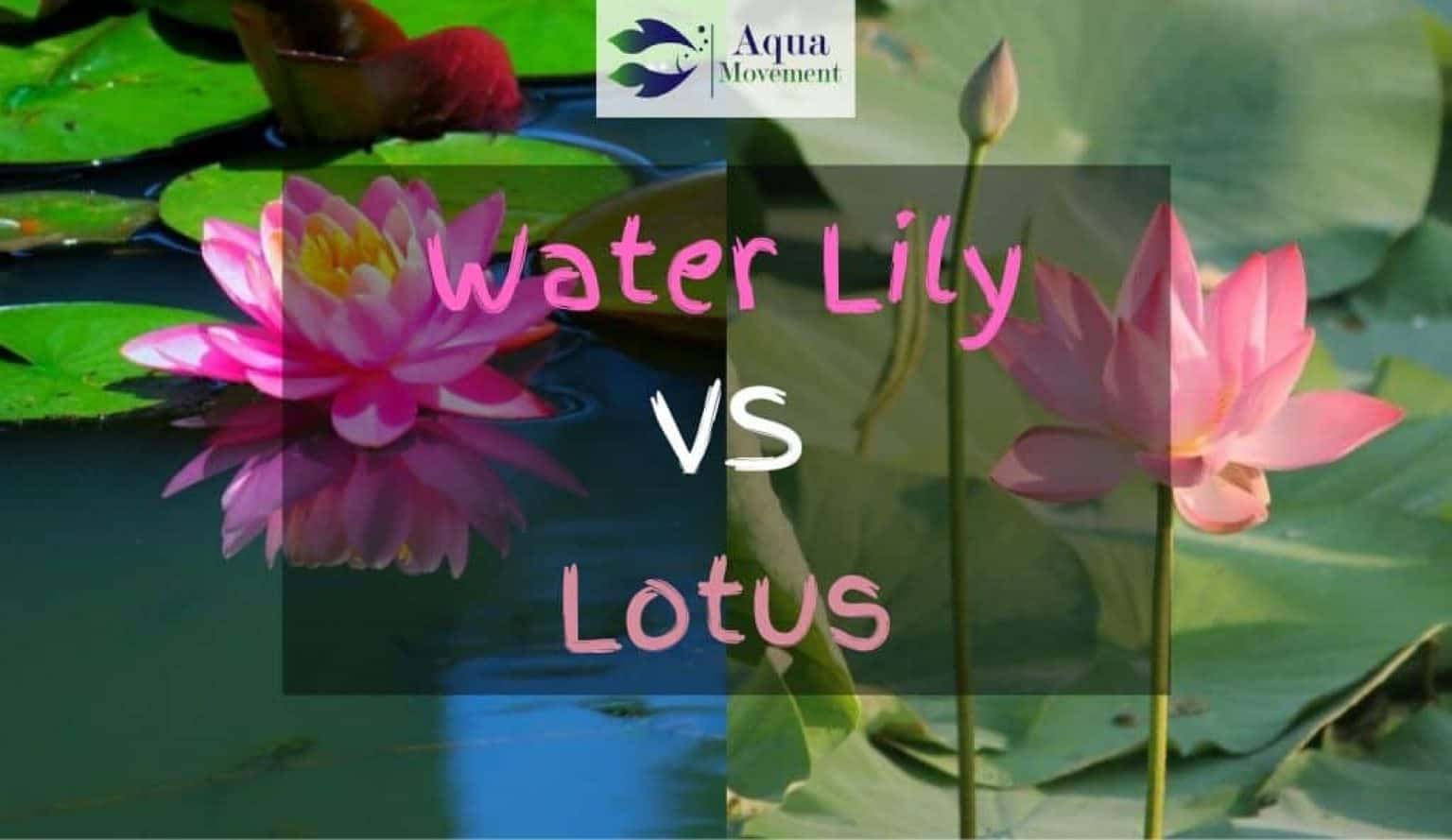 How To Aquascape A Full Guide Aqua Movement   Water Lily Vs Lotus Difference 01 1536x889 