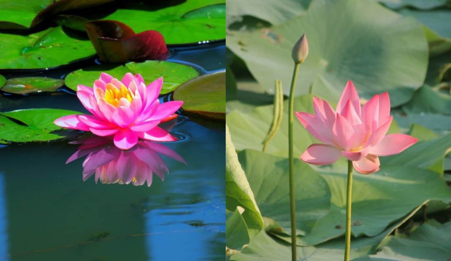 Water Lily Vs Lotus - What Is The Difference? | Aqua Movement