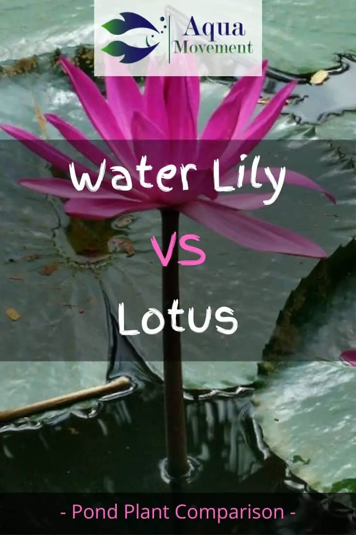 Water Lily vs Lotus - What Is The Difference? | Aqua Movement