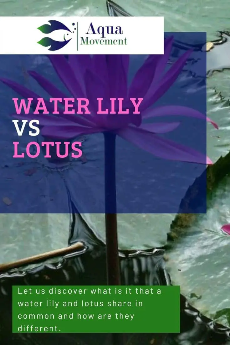 Water Lily vs Lotus - What Is The Difference? | Aqua Movement