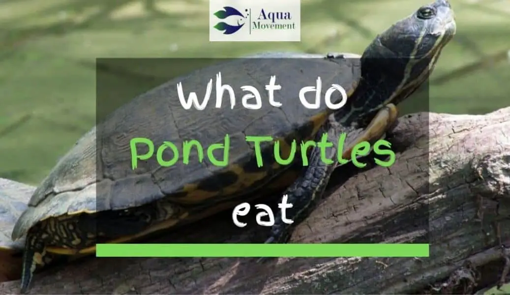 8 Common Types Of Pond Turtles (With Pictures) | Aqua Movement