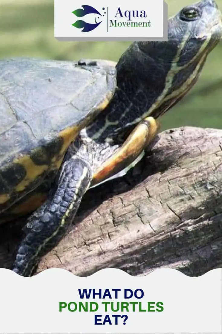 What Do Pond Turtles Eat? - A Feeding Guide | Aqua Movement