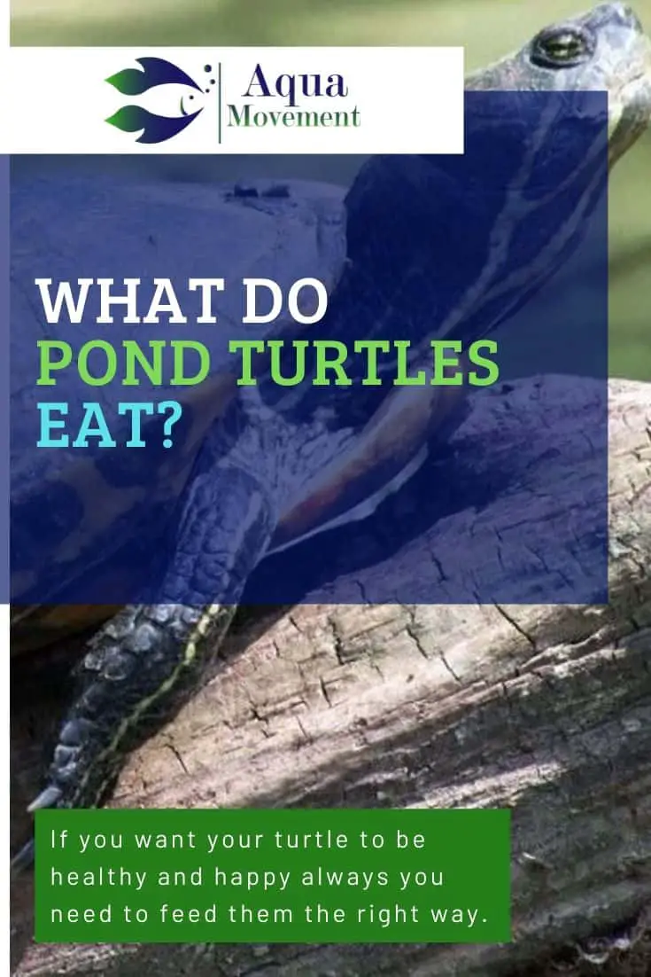 What Do Pond Turtles Eat? - A Feeding Guide | Aqua Movement