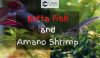 amano shrimp and betta fish