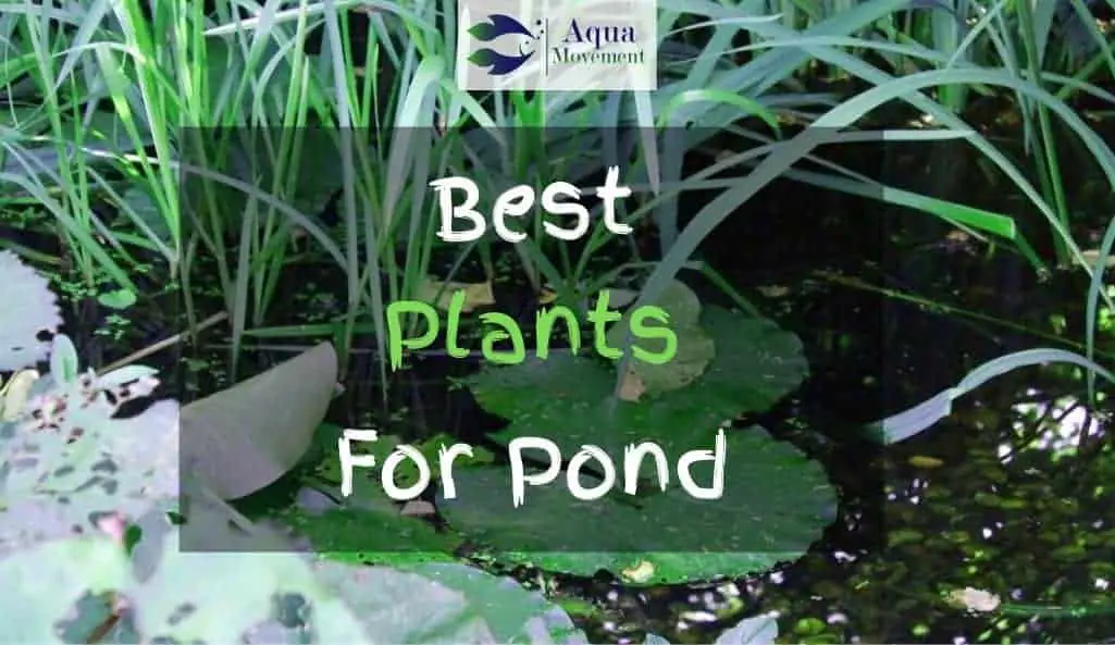 Plants in a pond