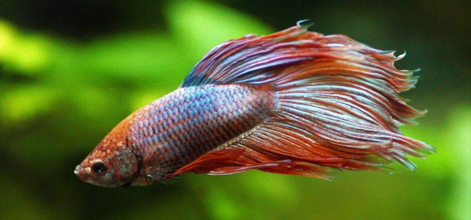 Do Betta Fish Need A Filter in Their Tank? Aqua Movement