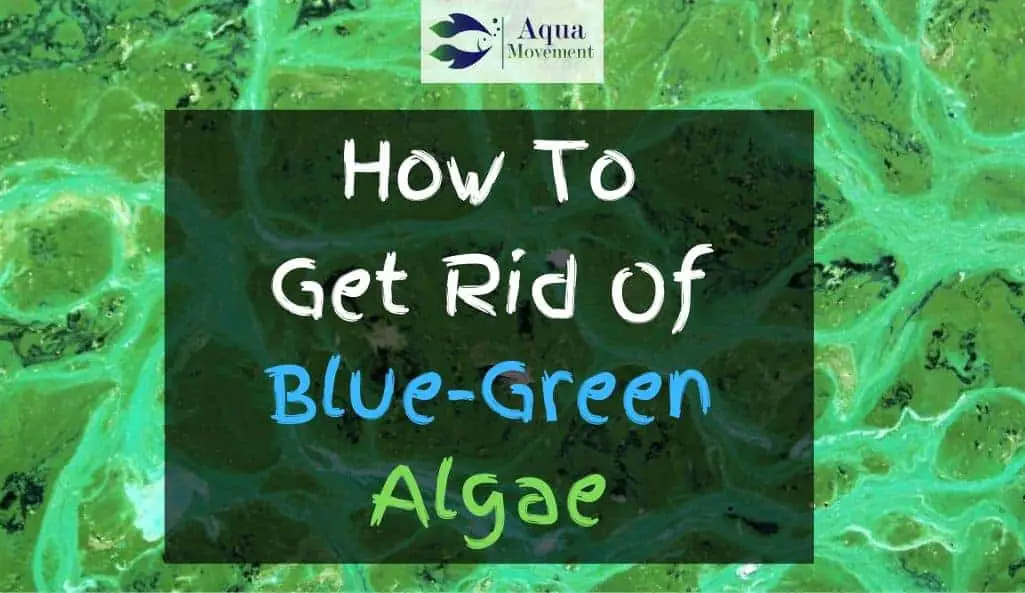 blue green algae pool