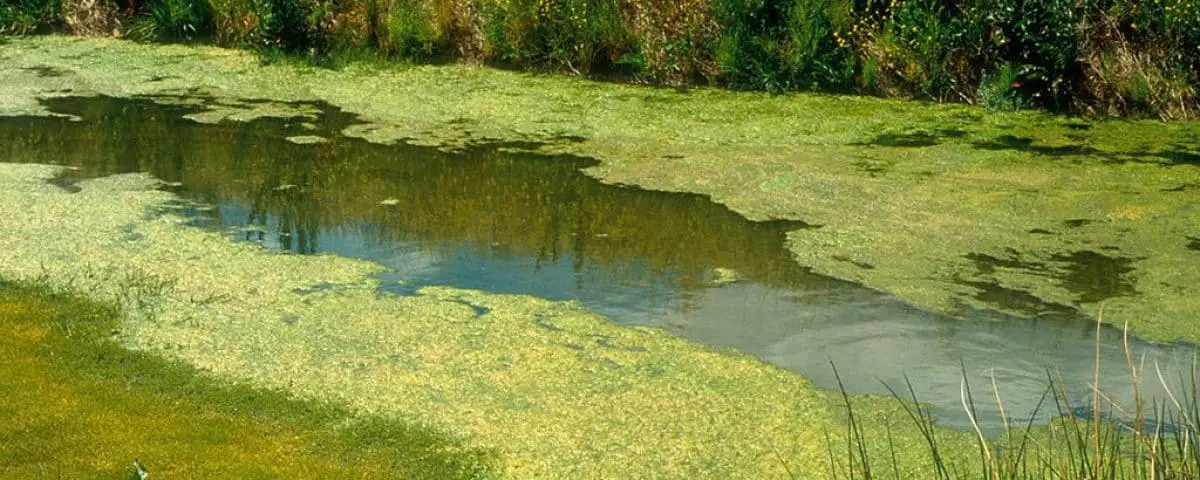 4 Different Types Of Pond Algae (With Pictures) | Aqua Movement