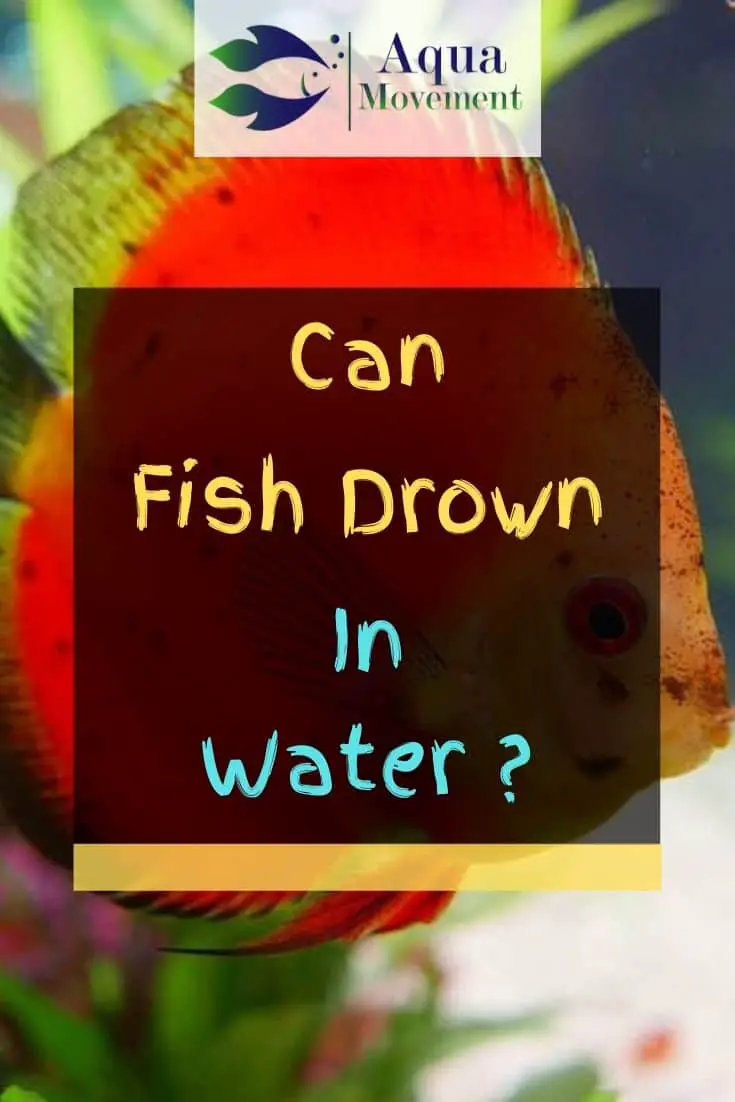 Can Fish Drown In Water? The Surprising Facts | Aqua Movement