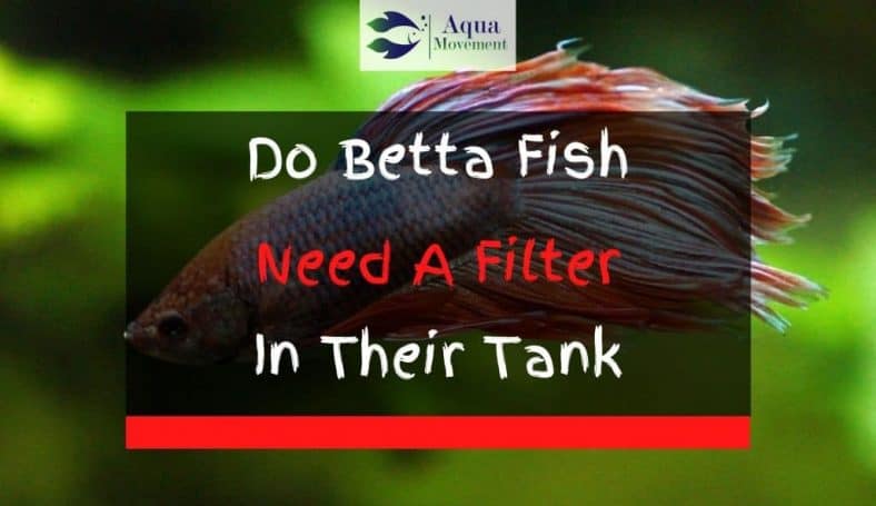 Do Betta Fish Need A Filter In Their Tank? | Aqua Movement