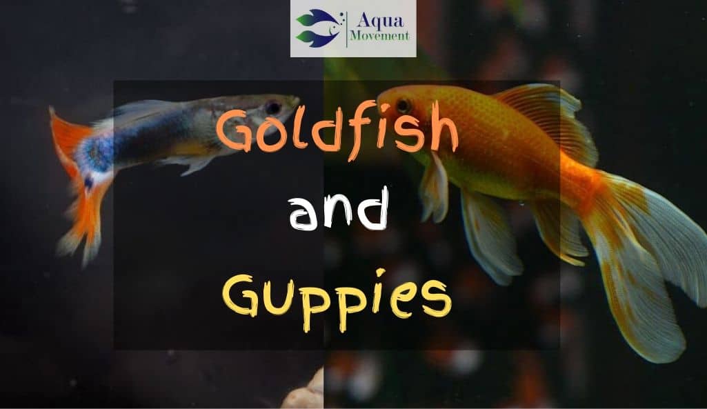 Can Goldfish And Guppies Live Together?
