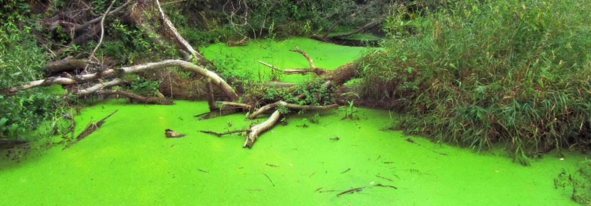 4 Different Types Of Pond Algae With Pictures Aqua Movement