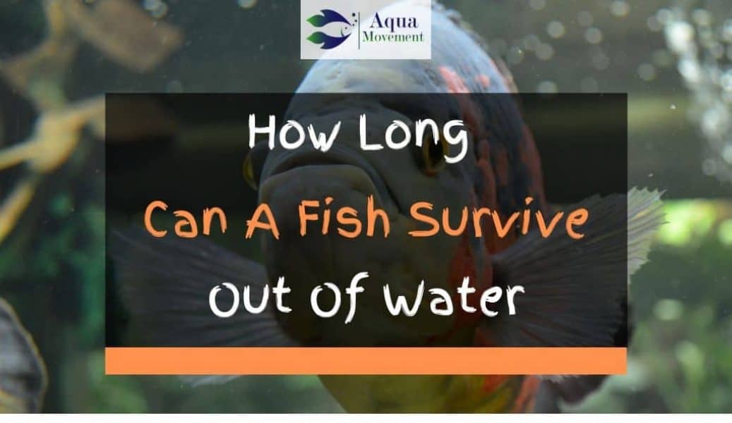 how-long-can-a-fish-survive-out-of-water-aqua-movement