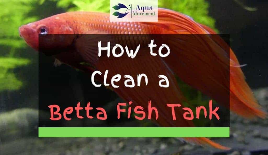 How To Clean A Betta Fish Tank 12 Step Guide Aqua Movement